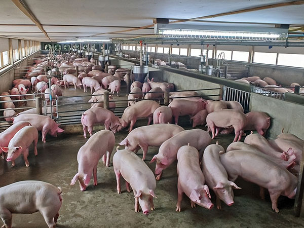 養(yǎng)殖污水處理